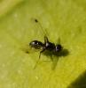 Sepsis sp.